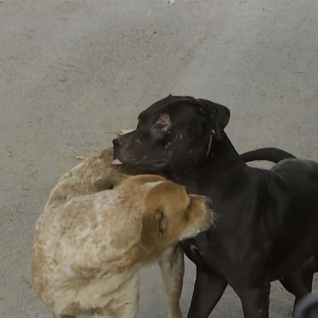 Denuncian Presunto Caso de Maltrato Animal Contra Perro en Situación de Calle en Torreón